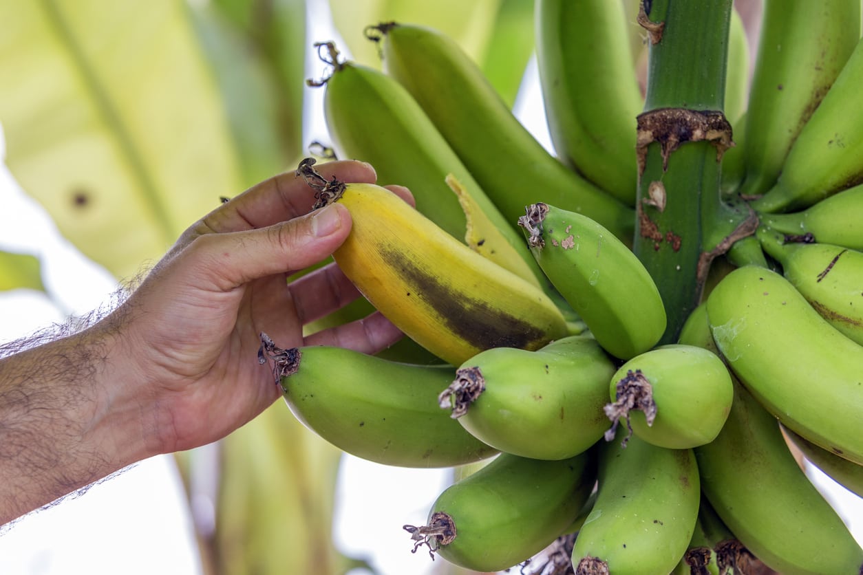 Банан — это фрукт или ягода