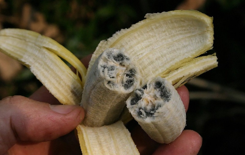 Банан с семенами