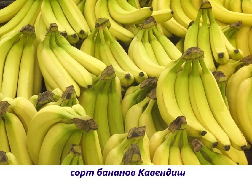 Сорт бананов Кавендиш