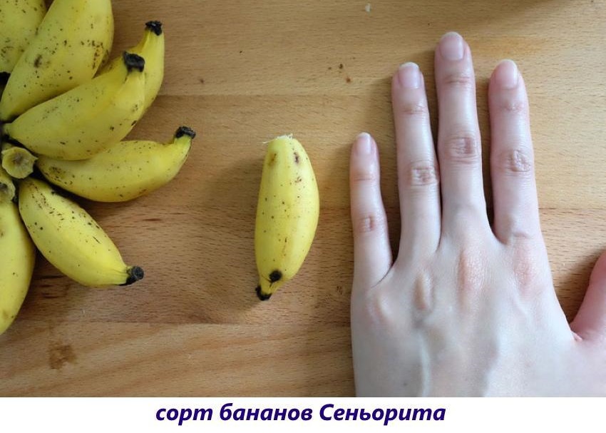 Сорт бананов Сеньорита
