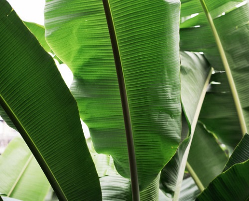 Зеленые листья бананов