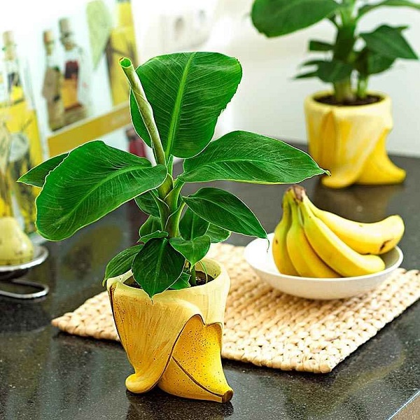Как посадить и вырастить банан