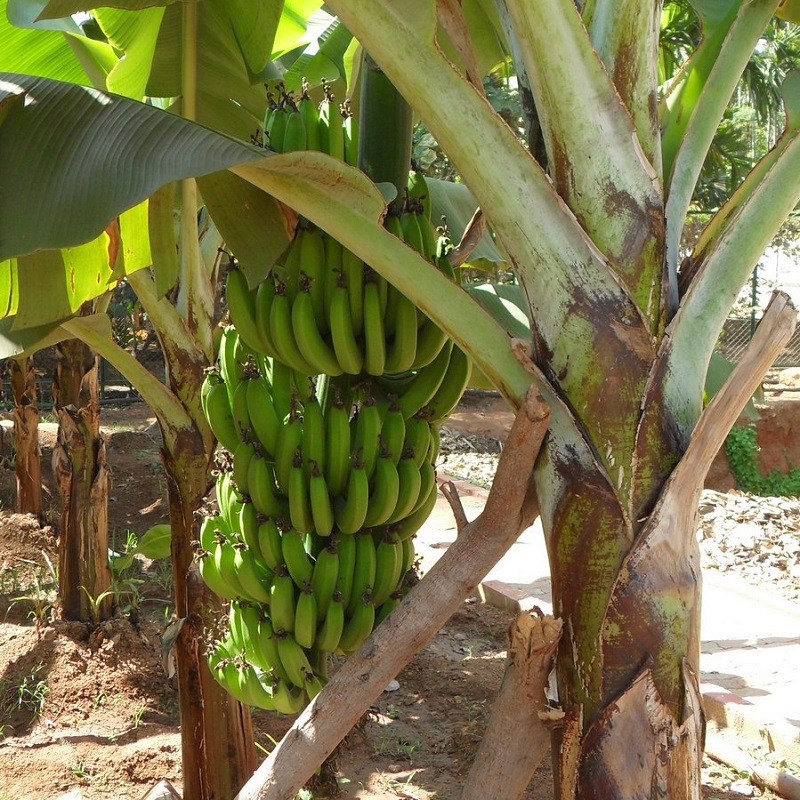 У банана крупные листья