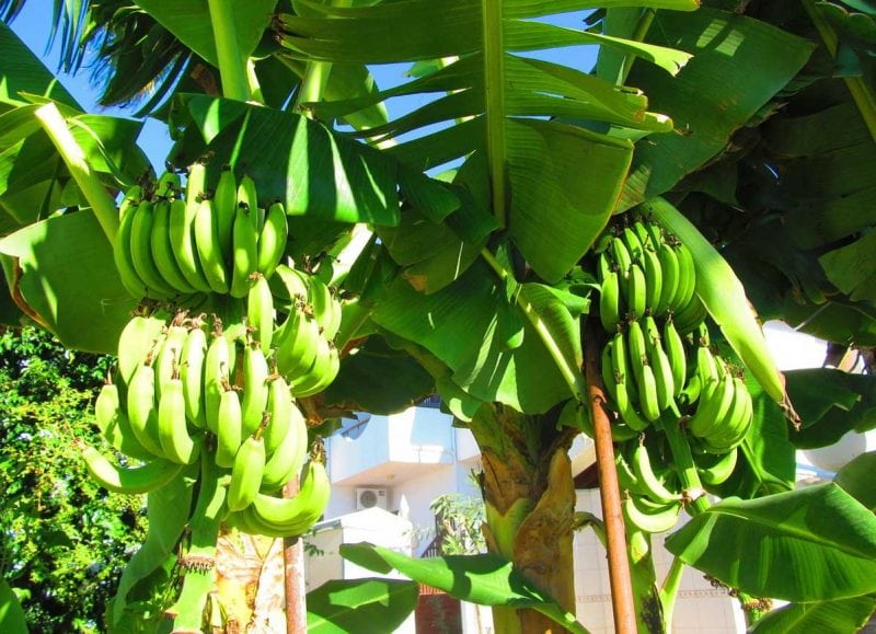 Как растут бананы в природе и на каком дереве? Ответ здесь!