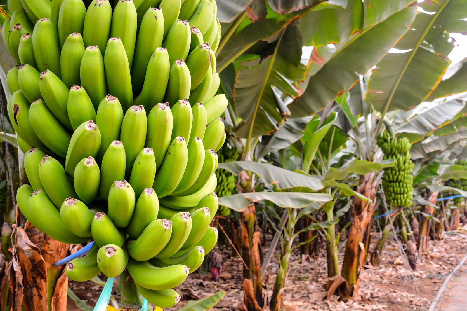 Как растут бананы в природе