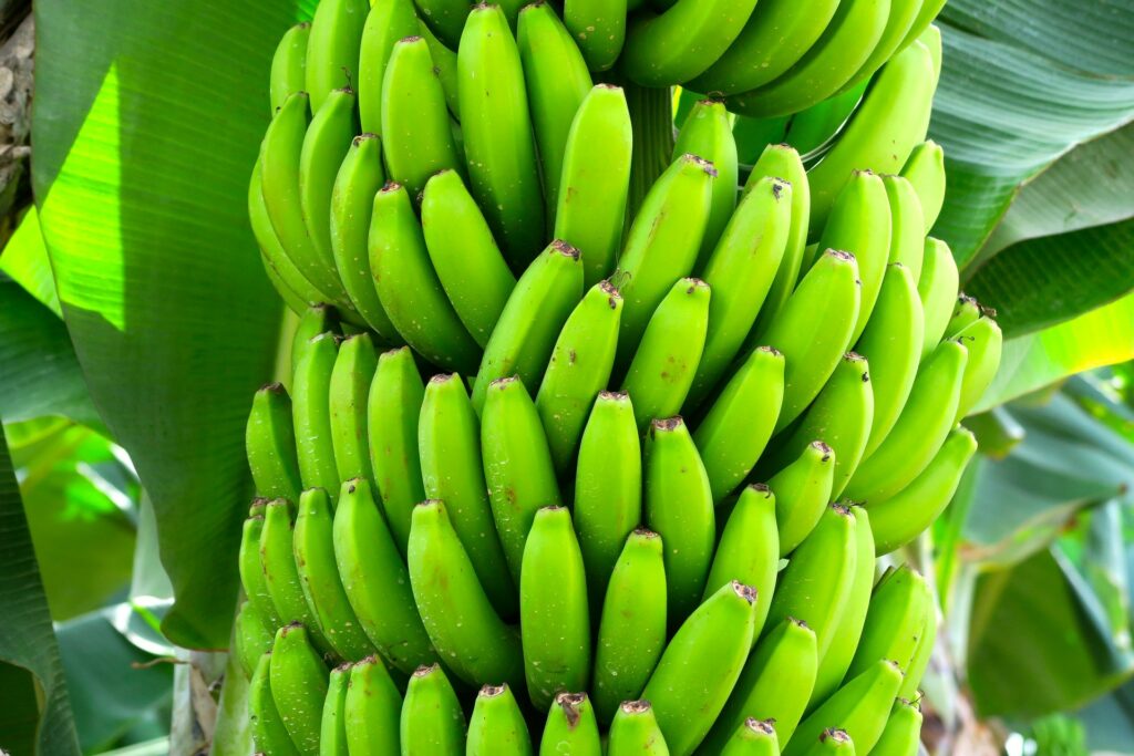 Мини-бананы нужно собрать зелеными и тут же отправлять покупателю